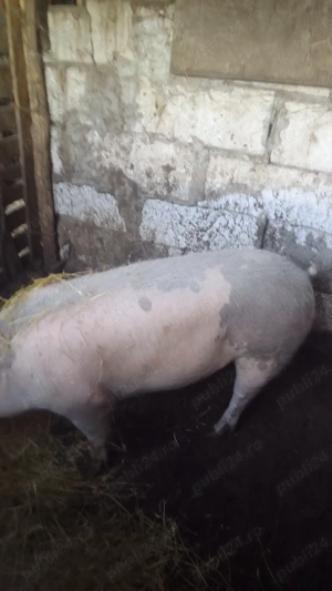 Porci de Crăciun 