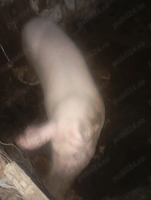 Vând 2 porci 