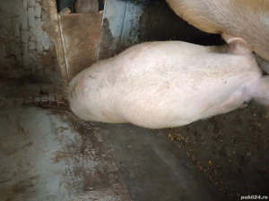  Vand porci - imagine 3