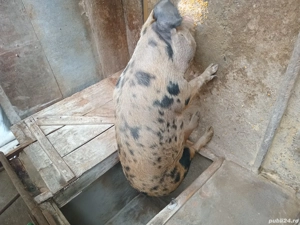  Vand porci - imagine 5