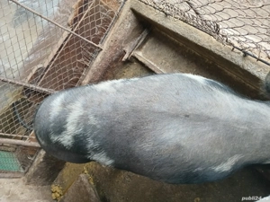  Vand porci - imagine 2