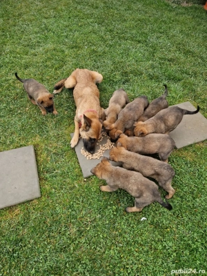 Vand pui de Malinois (Ciobanesc Belgian) - imagine 2