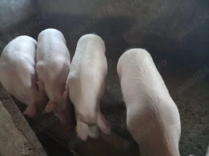 Vand porci 140-180 kg - imagine 2