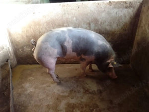 Vand porci 140-160 kg