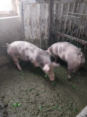Vând porci petrean belgian 