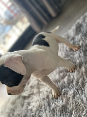 Pui Amstaff deosebiți- prietenii perfecți pentru o familie iubitoare ! 