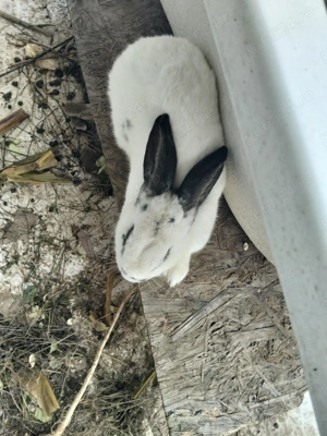 Iepure mascul fluture german 