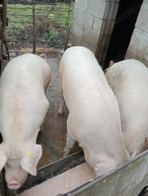 Vând porci pentru sacrificat - imagine 2