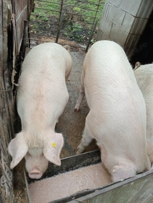 Vând porci pentru sacrificat - imagine 4