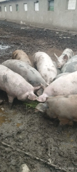 Porci și scrofite de vânzare 