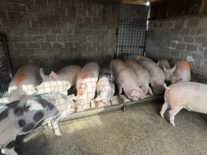 Porci crescuti de tara ! 