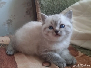Ragdoll fetiță și băiețel 