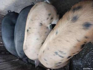 Porci pentru Craciun - imagine 2