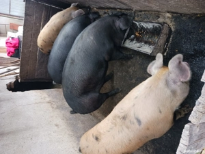 Porci pentru Craciun - imagine 4