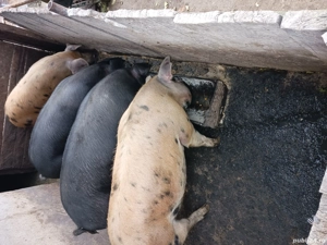 Porci pentru Craciun - imagine 5