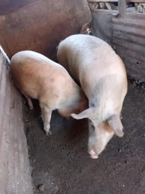 Porci de vânzare 