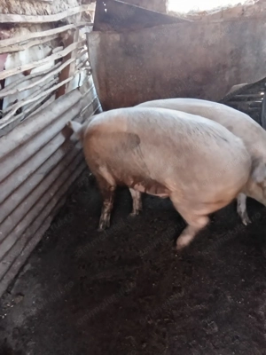 Porci de vânzare  - imagine 4