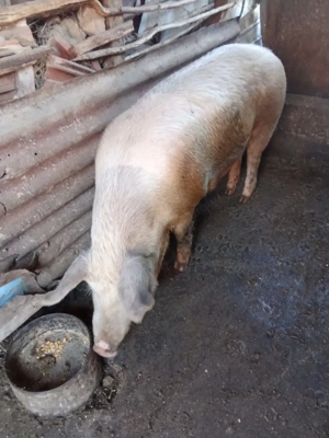Porci de vânzare  - imagine 3