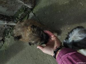 vanzare pui bichon - imagine 3