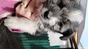 vanzare pui bichon - imagine 2