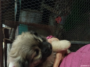 vanzare pui bichon - imagine 4