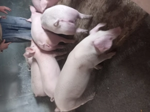 Purcei de vanzare - imagine 3