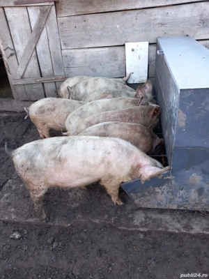 Vand soldani - imagine 2