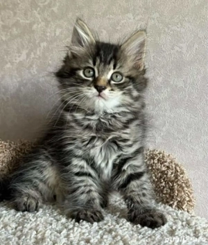 Maine Coon 