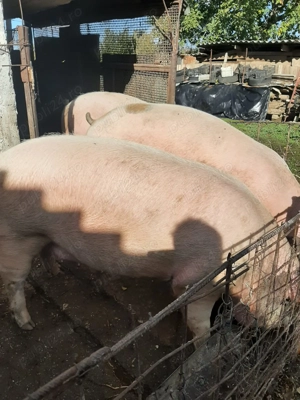 Vand porci de carne calitate superioara