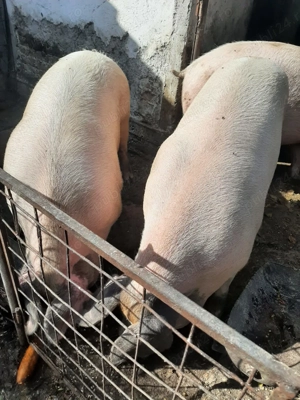 Vand porci de carne - imagine 3