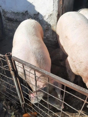 Vand porci de carne - imagine 2