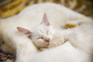 Pisoiaș alb de vânzare 