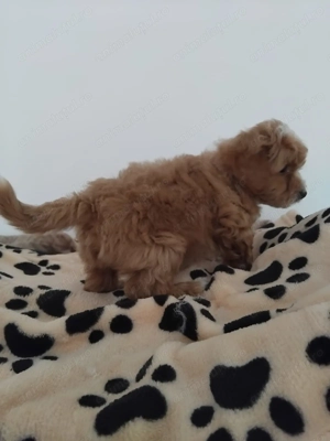 Pui rasa Maltipoo Toy de calitate, cu garanție medicală - imagine 3