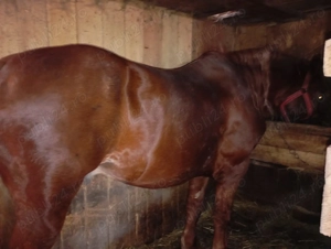 Harmasar de 10 ani garantat la pădure fără defecte 