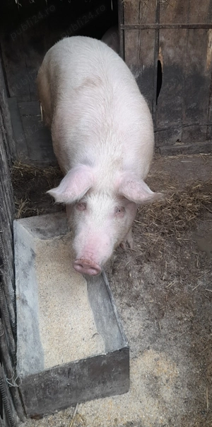 Vand porc rasa Marele Alb