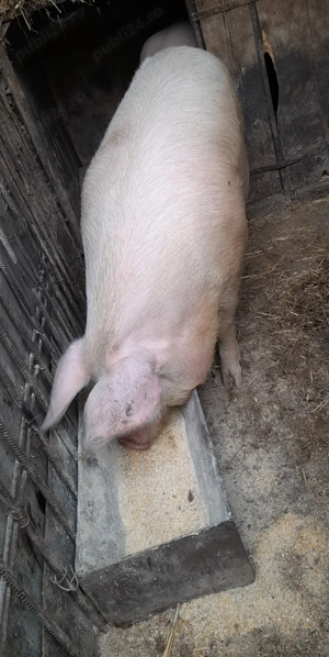 Vand porc rasa Marele Alb - imagine 2