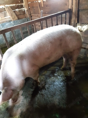 Vand Scroafa de sacrificat sau reproducere 170 kg