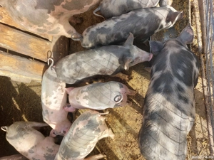 De Vanzare - imagine 3