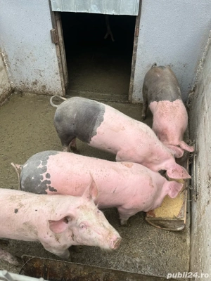 porci de vanzare - imagine 2