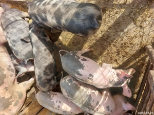 De Vanzare - imagine 2