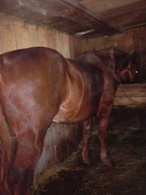 Harmasar de 10 ani garantat la pădure fără defecte  - imagine 2