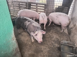 Vand 6 porci de 120kg-300kg. - imagine 4