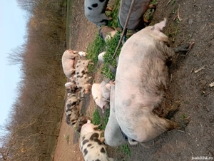 Vand porci  - imagine 2