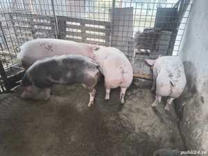 Vand 6 porci de 120kg-300kg. - imagine 2