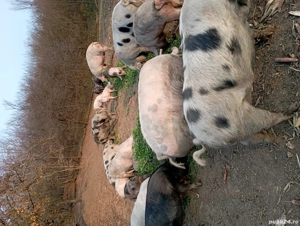 Vand porci  - imagine 3