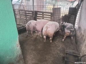Vand 6 porci de 120kg-300kg. - imagine 5