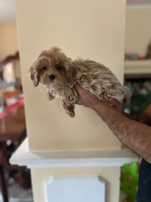 Pui rasa Maltipoo Toy de calitate, cu garanție medicală - imagine 4