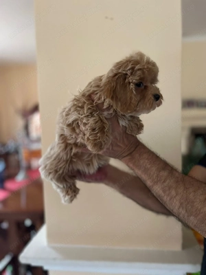 Pui rasa Maltipoo Toy de calitate, cu garanție medicală - imagine 2