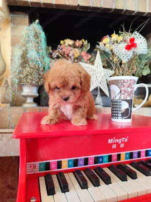 Pui rasa Maltipoo Toy de calitate, cu garanție medicală - imagine 5