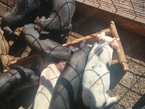 Vând purcelusi de 8 săptămâni 